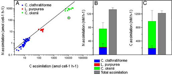 Ecophysiology of anaerobic phototrophic bacteria 1